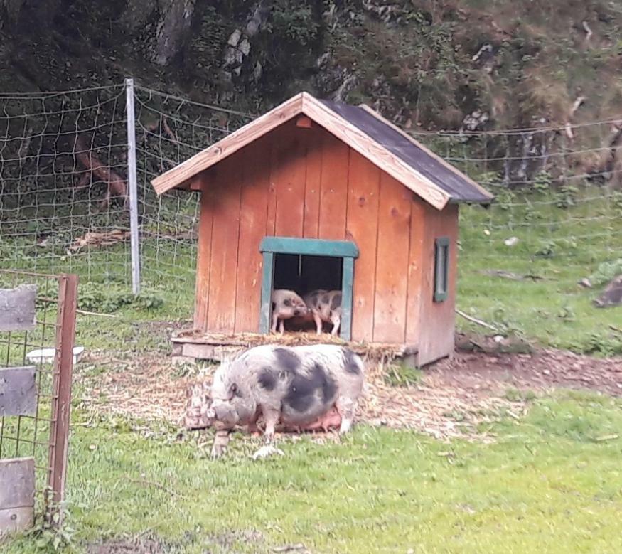 Ferienwohnung Alpklang Untertauern Εξωτερικό φωτογραφία